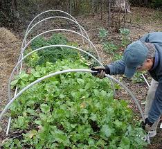 To begin your cover, build hoop supports of pvc pipes over which your cover material will rest. How To Build A Diy Garden Row Cover Hoop House Bonnie Plants
