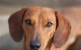 Adopt a dachshund near you in seattle, washington these dachshunds are available for adoption in seattle, washington. Dachshund Puppies Pets And Animals For Sale Washington