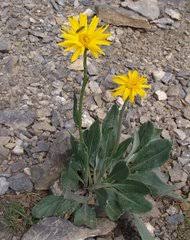 Image result for Senecio luembensis