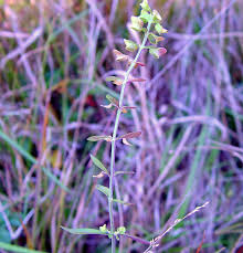 Image result for Scutellaria schweinfurthii