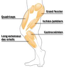 Exercices D Etirement Des Jambes Etirement Jambe Musculation Mollet Etirement Ischio