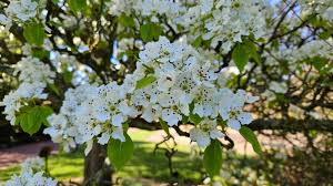 Image result for Pycreus cuanzensis