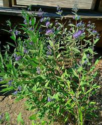 Image result for Caryopteris odorata