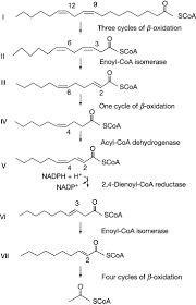 Unsaturated Fatty Acid An Overview Sciencedirect Topics