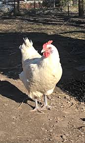 Dans tous les domaines du maintien de la paix, les femmes casques bleus ont prouvé qu'elles peuvent. Bresse Gauloise Weiss Les Bleus Mastlinie Chickentrees Webseite