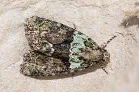 Image result for Cryphia algae