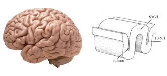 Image result for Brain Gyri