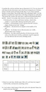 The cells of eukaryotes protozoa plants and animals are highly structured. 2 Match The Phase To The Description Note This Question Might Look A Little Different On Homeworklib