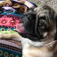 Vocal warm ups have a tremendous amount of benefits. Happy Tongueouttuesday This Warm Weather Means I M Finally Sticking My Tongue Out Long Enough To Mom To Snap A Picture Tot Pugs And Kisses Pugs Pug Puppy