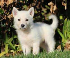 German shepherd puppies are often listed as one of the most popular puppy breeds in the united they may also appear in white. 5 Common Questions About The White German Shepherd Animalso