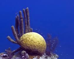 Image result for Diplolophium