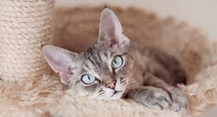 Details zu cornish rex katze schlüsselanhänger. Devon Rex Katze Rassekatze Vom Zuchter Oder Katze Aus Dem Tierheim Tierheim Verzeichnis