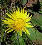 Image result for Haplocarpha scaposa