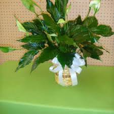 Maybe you would like to learn more about one of these? Sympathy And Funeral Flowers Delivery Huntsville Country Home Florist