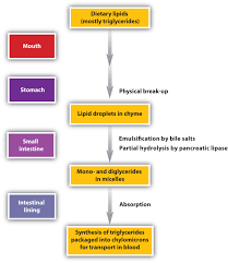 16 2 stage i of catabolism chemistry libretexts