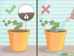 Place the ivy in water. 4 Ways To Grow Ivy From Cuttings Wikihow