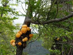 「cyttaria darwinii」の画像検索結果