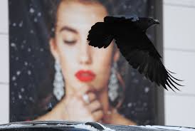 A bird for all seasons: the case for the raven as an Alaska symbol