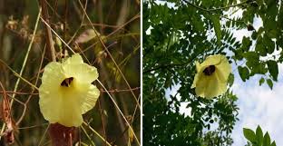 Image result for Thespesia garckeana