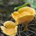 WAITLIST - Summer's Wild Edibles — Four Season Foraging