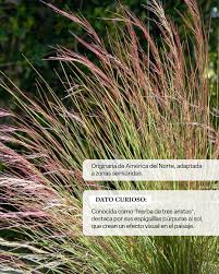 Image result for Aristida recta