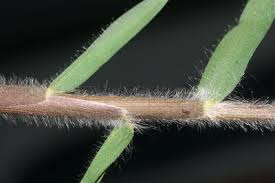 Image result for Cynodon incompletus