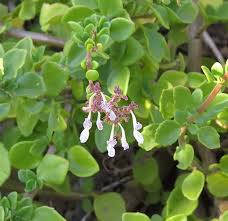 Image result for Adenopodia schlechteri