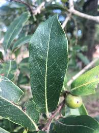 Image result for Diospyros mespiliformis
