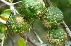 Ikut step di bawah ini: Jenis Hama Penyakit Jeruk Penyebab Gejala Dan Cara Pengendaliannya 23 Jenis Hama Dan Penyakit Tanaman Jeruk Lemonology