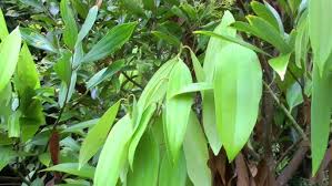 Image result for Cinnamomum verum