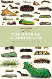 Pin By Paula O Connor On Carlo In 2020 Caterpillar Life Size Books
