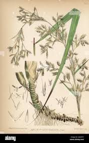 Image result for Cymbopogon nardus
