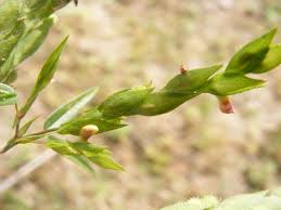 Image result for Zornia pratensis