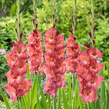 Image result for Gladiolus serapiiflorus