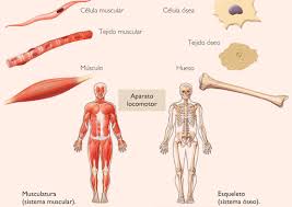 Resultado de imagen de apuntes aparato locomotor