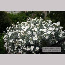 Image result for Convolvulus aschersonii