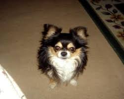 Popular Colors And Markings Of Chihuahua Dogs Teacup Dogs Daily Chihuahua Dogs Long Haired Chihuahua Chihuahua