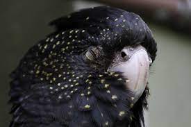 About press copyright contact us creators advertise developers terms privacy policy & safety how youtube works test new features press copyright contact us creators. Banks Rabenkakadu Calyptorhynchus Banksii Am 13 9 2010 Im Zoo Toronto Tier Fotos Eu