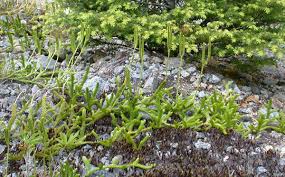 Image result for Lycopodiaceae