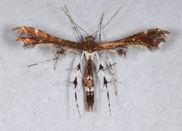 Image result for Gnidia chapmanii