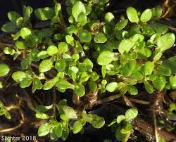 Image result for Montia fontana