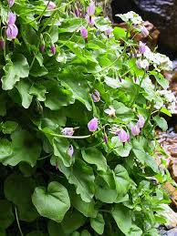 Image result for Dopatrium stachytarphetioides