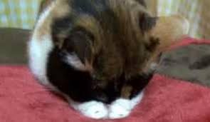 「すまん寝」の画像検索結果