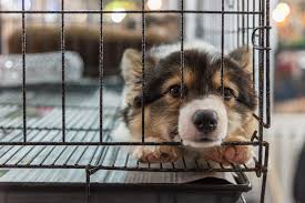 Adopt a dog, adopt a cat. Appleton Targets Puppy Mills Bans Sale Of Dogs Cats At Pet Stores