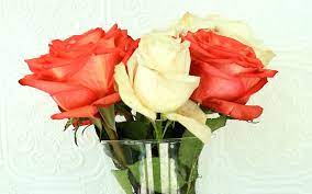 Disinfects and cleans · versatile around the home Pin On How To Keep Roses Alive In Vase