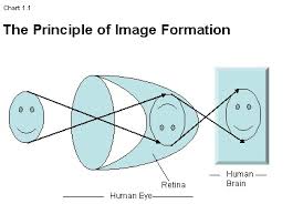 Image result for human sight
