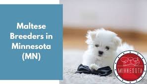 Maltese puppies are affectionate, cuddly, joyful and bouncy little dogs, they are playful and kind, sporty and fun, they love to be surrounded by their human family and they never. 6 Maltese Breeders In Minnesota Mn Maltese Puppies For Sale Animalfate