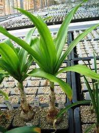 Image result for Crinum moorei