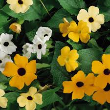 Image result for Thunbergia serpens