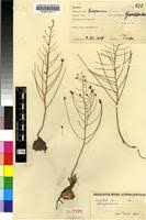 Image result for Eriospermum abyssinicum